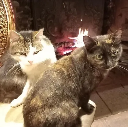 Chateau De فندق مبيت وإفطار 3*